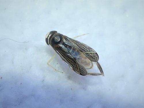 Sigara sp.